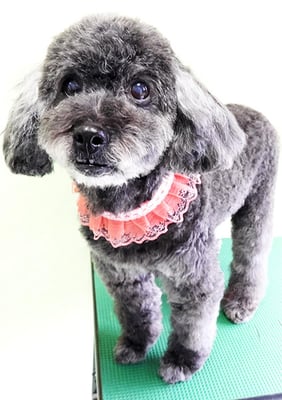 東郷モモちゃん