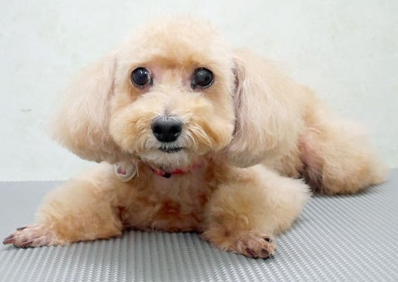 小野ハナちゃん