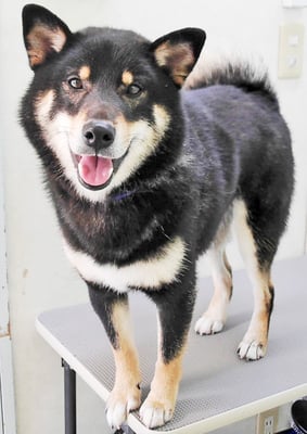 貴島ボタンちゃん