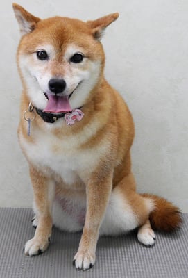 藤井リンちゃん