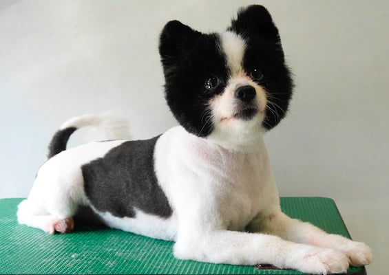 森崎マリアンちゃん