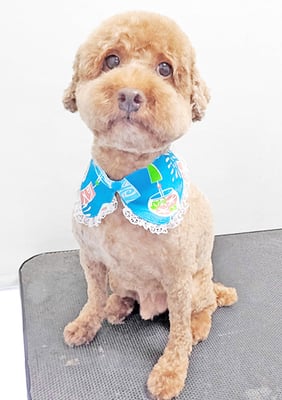 山元風介ちゃん