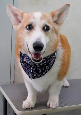 西方レオちゃん