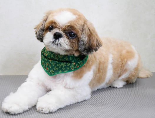 有留コロちゃん