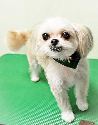 外城戸ルビーちゃん