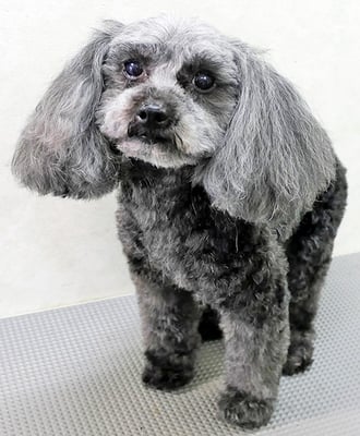 森崎ラブちゃん