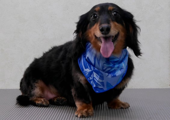 山下マルチョンちゃん