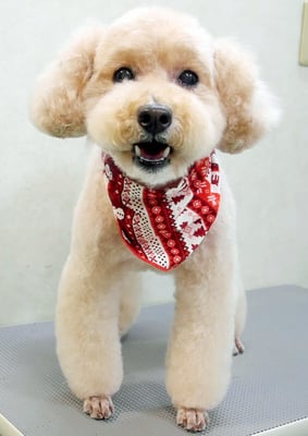 岩元アップちゃん