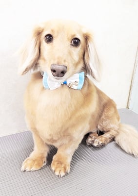 片山マルルちゃん