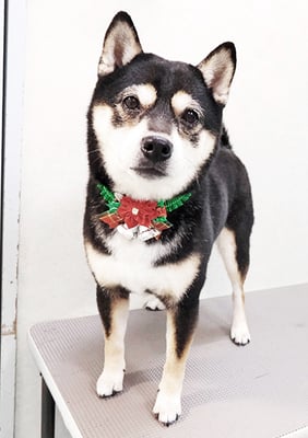 岩崎レイちゃん