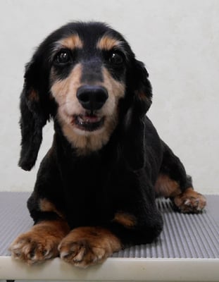 斉野平サンジちゃん