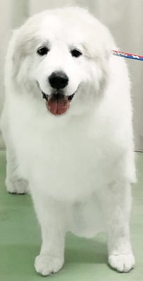 田代メイちゃん