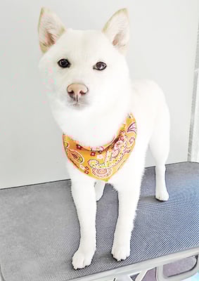 登おもちちゃん