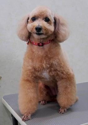 小野ハナちゃん