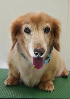 別府リンちゃん