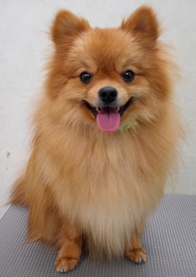 大井ポンタちゃん