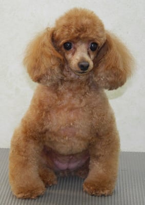 森崎ネネちゃん