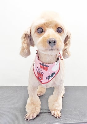 中村てぃーちゃん