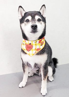 岩崎レイちゃん