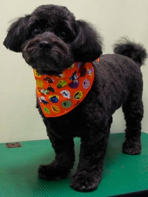 菅原クーちゃん