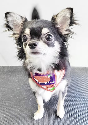 岩元ココちゃん