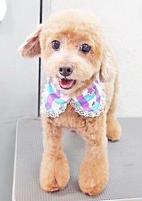 平田小鉄ちゃん