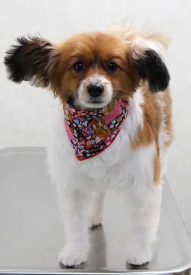 玉利ユズちゃん