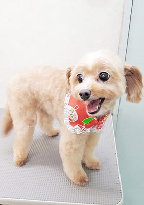 清正メイちゃん