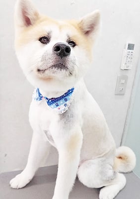 渡辺りゅうちゃん