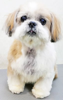 堂園ロンちゃん