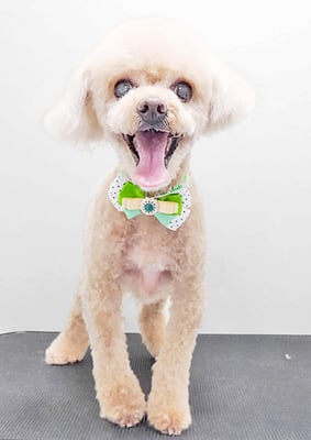 小森チョコちゃん