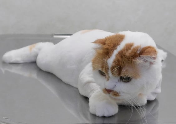 髙木マハロちゃん