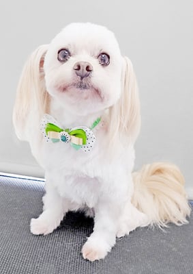 大脇ココアちゃん