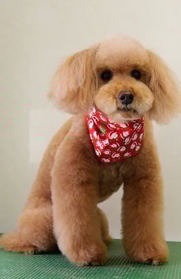 上小鶴チェリーちゃん