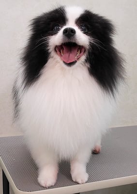 森崎マリアンちゃん