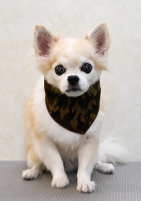 小牟禮ラッキーちゃん