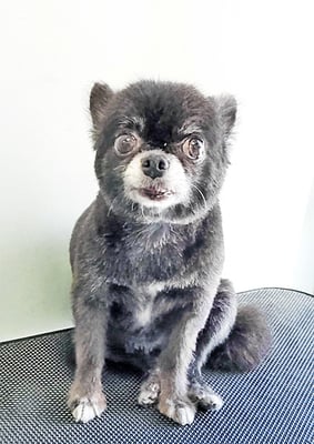 森崎シロちゃん