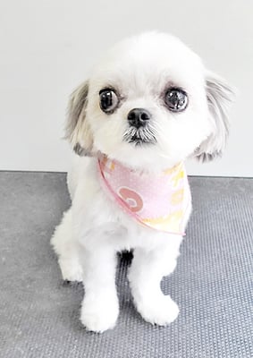 四反田マロンちゃん