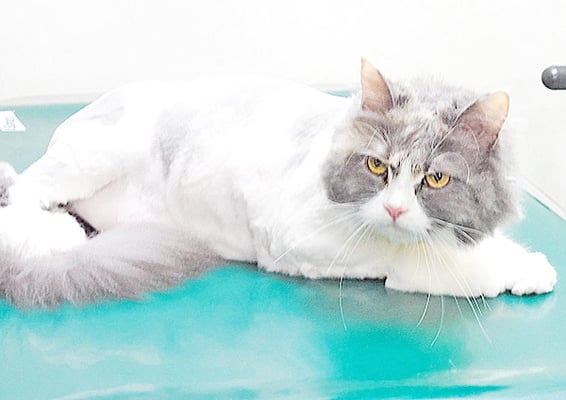 井之上サワちゃん