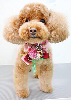 木村プリンちゃん