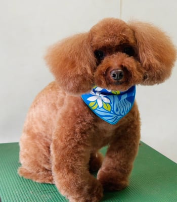 迫田りくちゃん