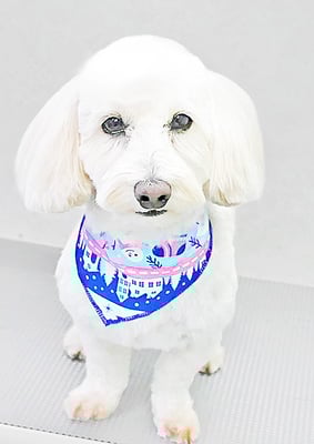 崎ダップーちゃん