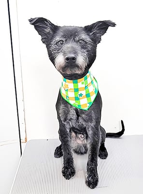 中田タロウちゃん