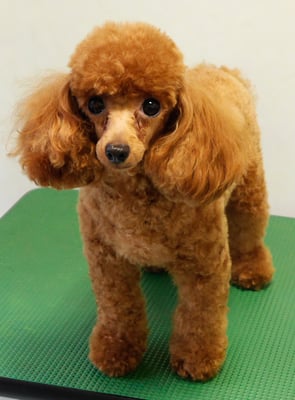 森崎ネネちゃん