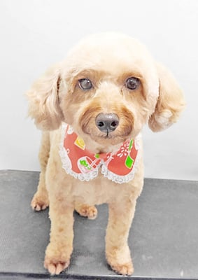 玉利ココちゃん