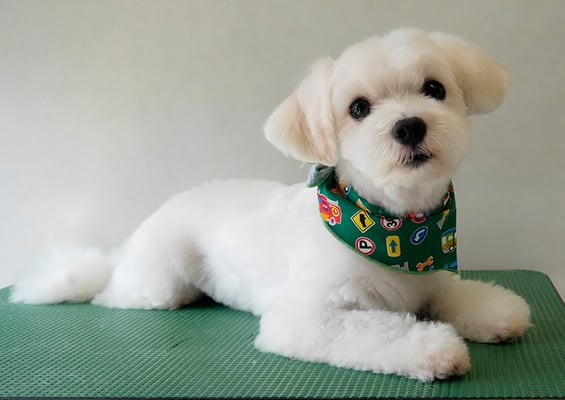 高橋まるちゃん