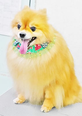 大井ポンタちゃん