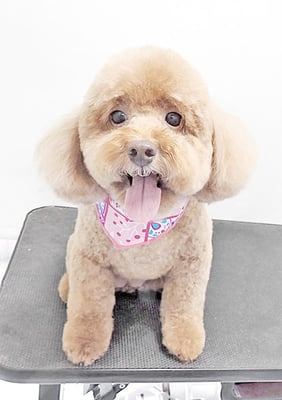 木村プリンちゃん