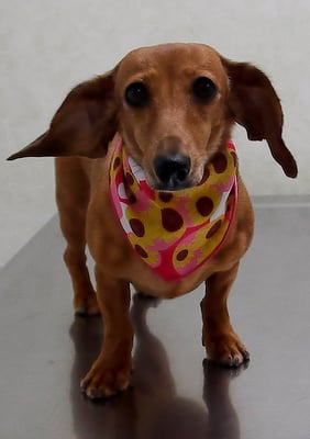 別府モモちゃん