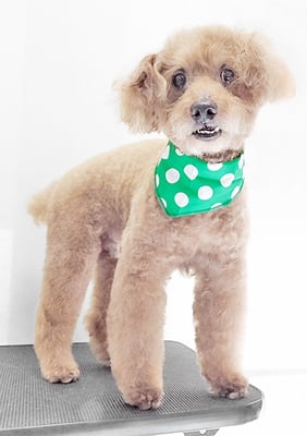 前田ソルファちゃん